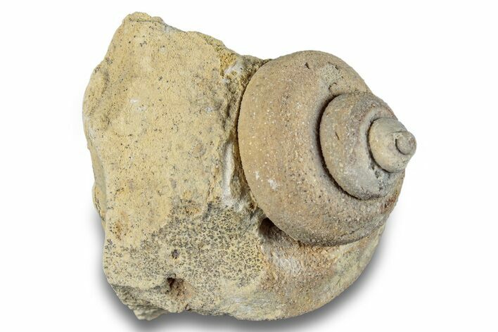 Ordovician Gastropod Fossil (Trochonema) - Wisconsin #257201